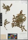 Foto von Salix hastata L.
